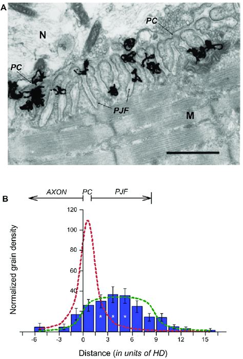 lack of acetylcholinesterase in the synaptic cleft|Fine Localization of Acetylcholinesterase in the Synaptic Cleft of the Vertebrate Neuromuscular Junction.